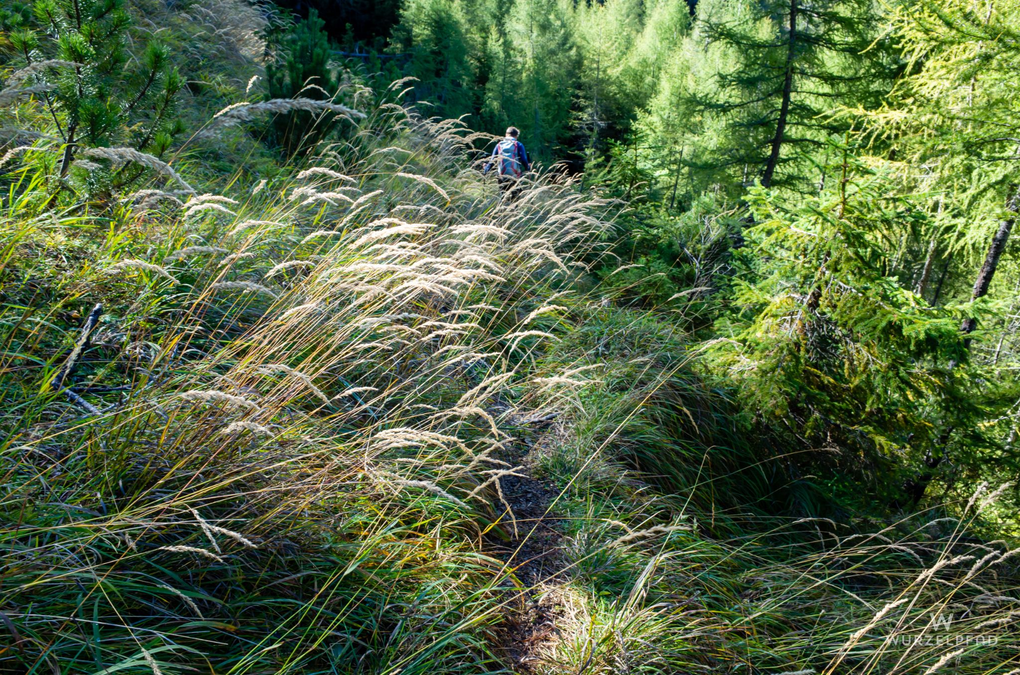 Unterwegs im hohen Gras